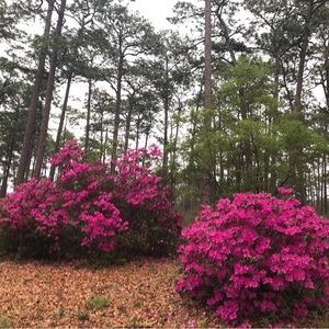 Meet your Posher, Ikeda